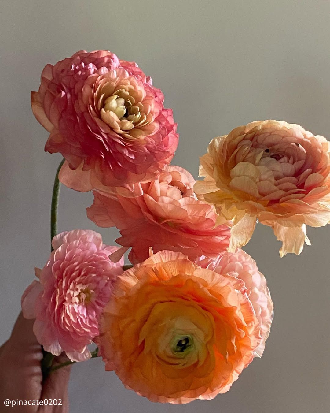 August Flowers: Golden Hour & Late Summer Charm