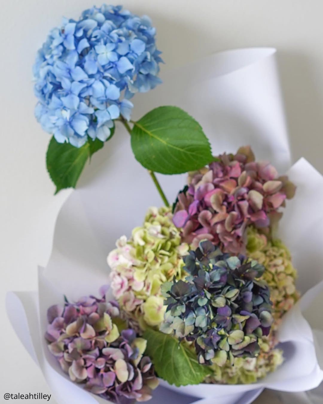Hydrangeas